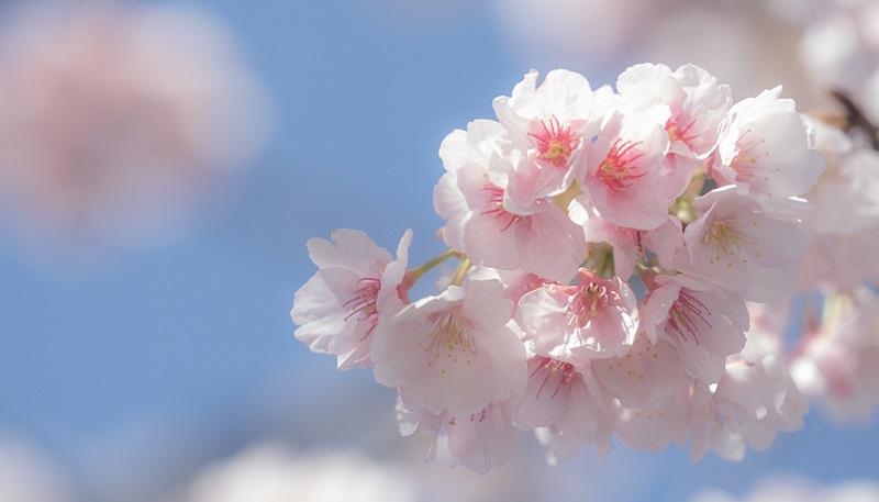 桜のある日本の風景　安行桜