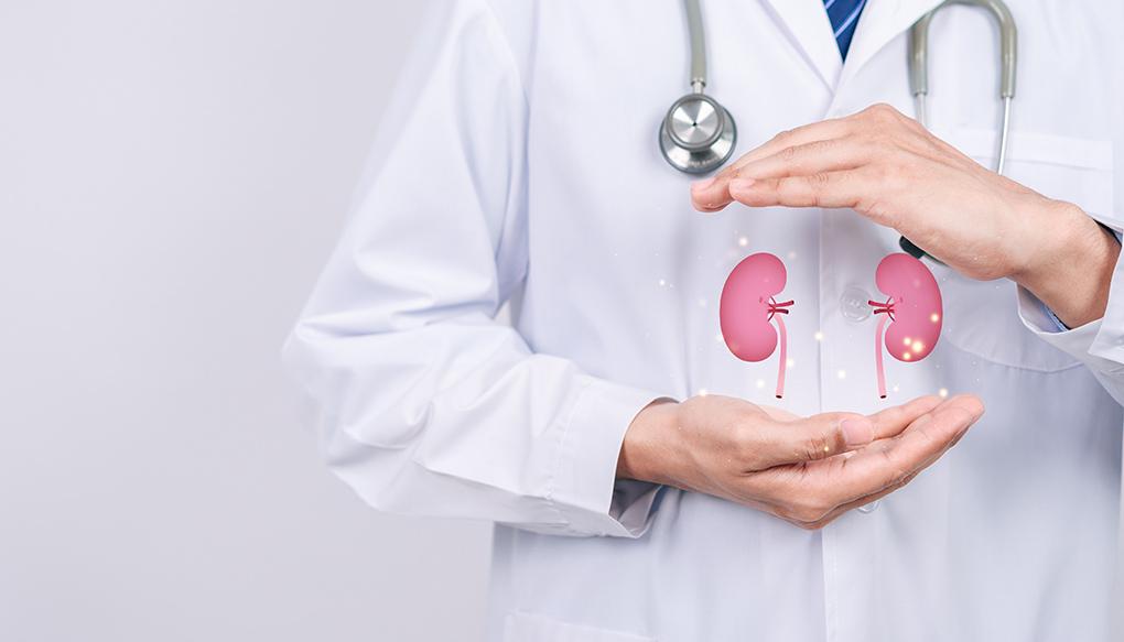 白衣を来た医師が腎臓の立体イメージを手に抱えている画像